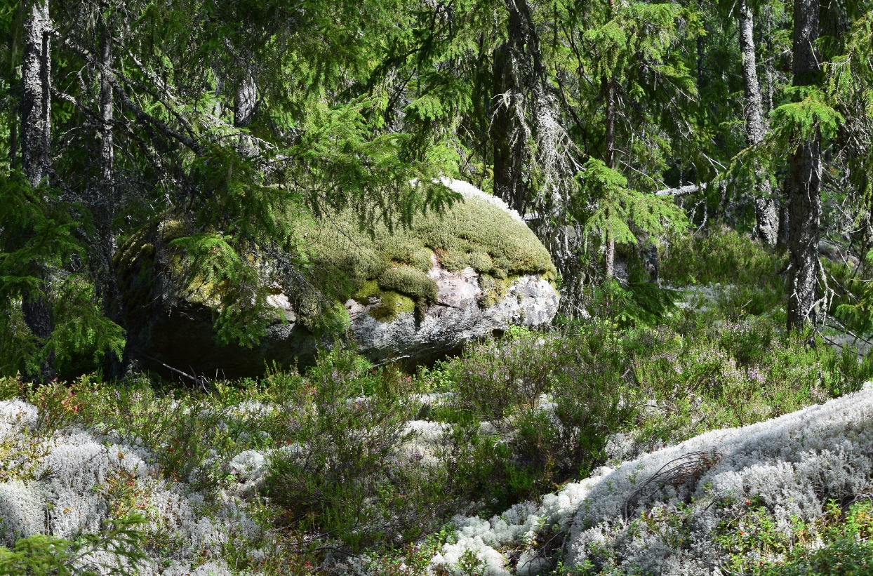 Moosbedeckter Felsen im Wald